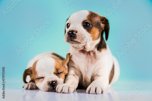 Fototapeta Naklejka Na Ścianę i Meble -  Two little dogs, puppy, animals concept