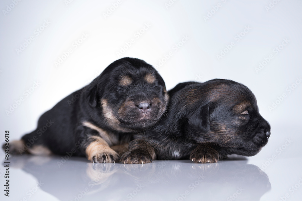 Obraz premium A small dogs, sleep on a white background