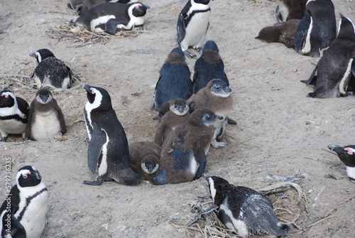 African penguins at Boulders Beach