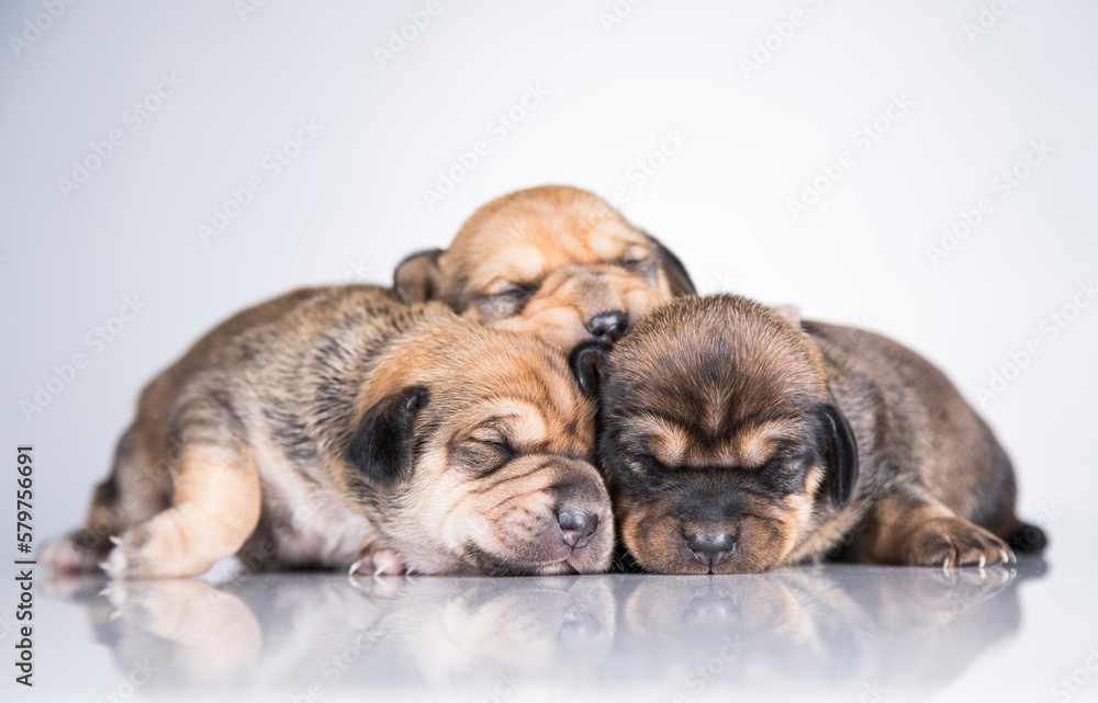 Obraz premium A small dogs, sleep on a white background