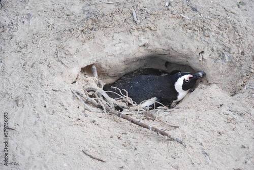 African penguins at Boulders Beach