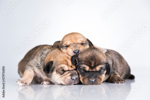 A small dogs  sleep on a white background