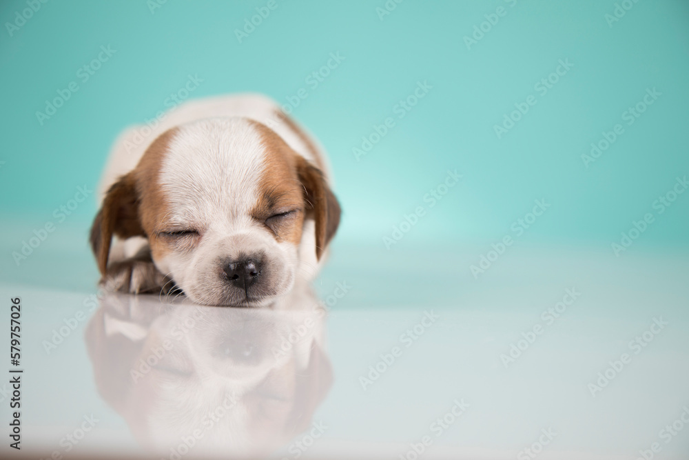 Small happy dog are sleeping