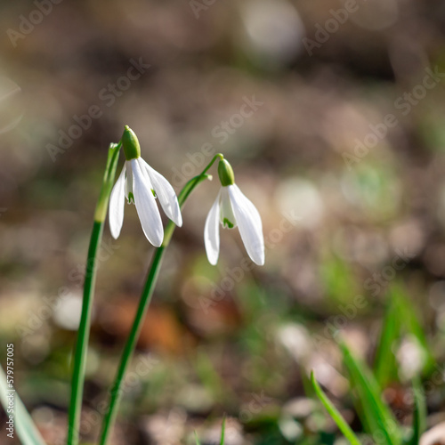 White snowdrop flowers against green bokeh background.