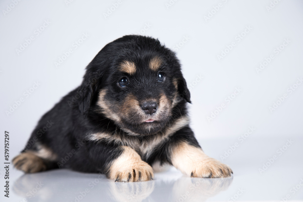 Little dog on a white background