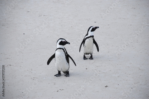 African penguins at Boulders Beach