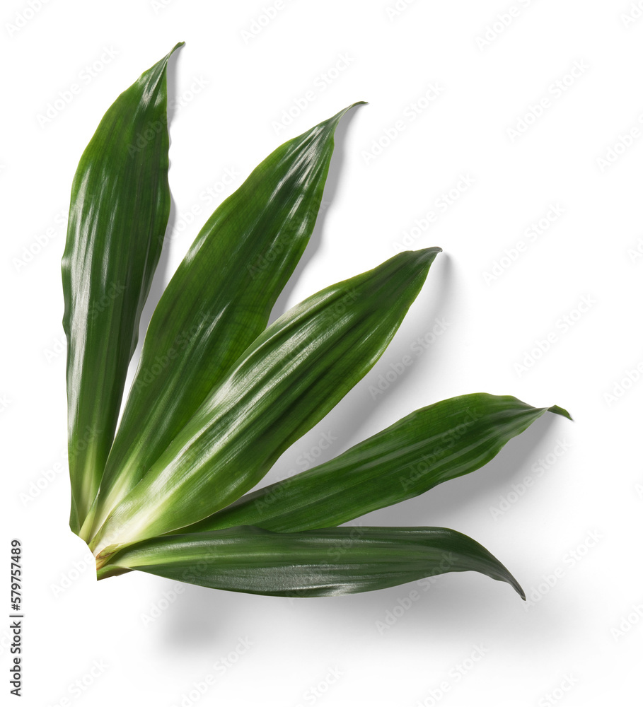 Dracaena Leaf Dracaena Leaf
