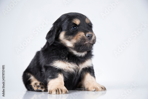 Little dog on a white background