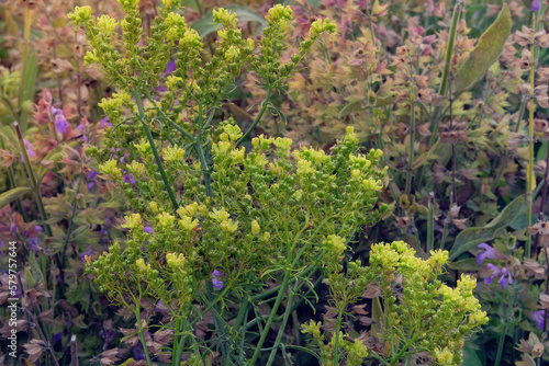 Ruta graveolens. Aromatic flowers in rural garden. photo