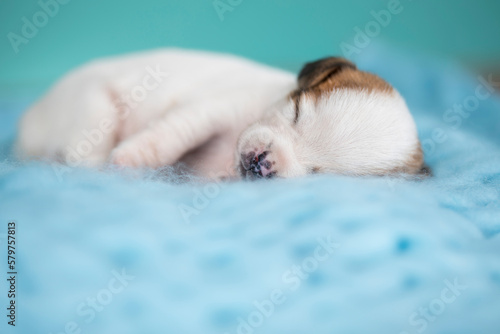 Little cute puppies are sleeping on a blanket