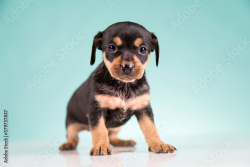 Pet  Little puppy dog  animals concept