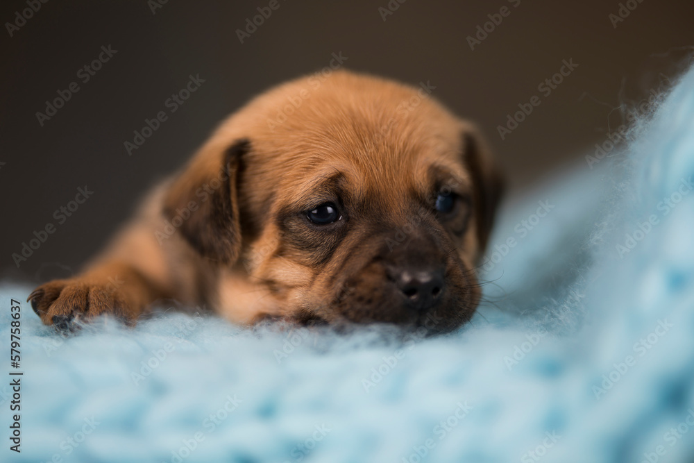 Dog sleep on a small wooden bed Dog sleep on a small wooden bed