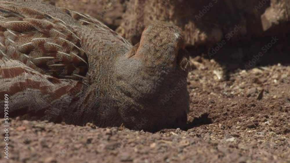 Perfect closeup of gray partridge bird walking, feeding and rowing in the sand. Perdix perdix Perfect closeup of gray partridge bird walking, feeding and rowing in the sand. Perdix perdix