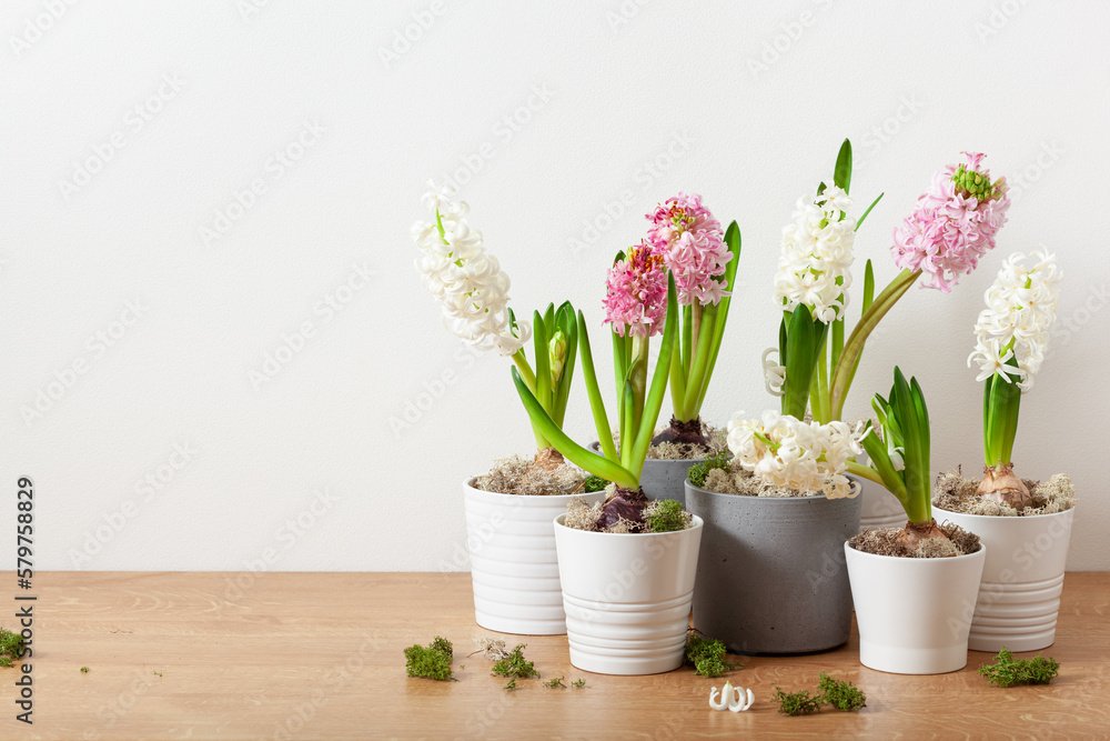 Naklejka premium white pink hyacinth traditional winter christmas or spring flower