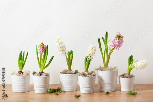 white pink hyacinth traditional winter christmas or spring flower