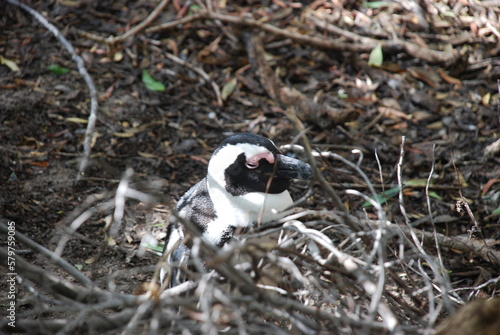 African penguins at Boulders Beach