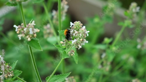 Honey bee on a white flowers. Bees collecting nectar and pollen on blooming branch. Close up of blossoms of a Spiraea. Flying Honeybee pollinating flowers on spring sunny day. Animal insect wildlife. photo