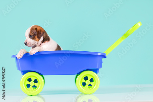 Little dog in a toy wagon