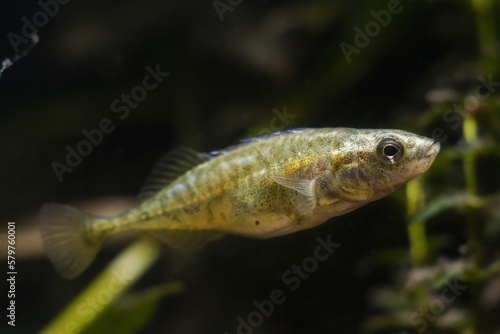 curious adult ninespine stickleback, clever tiny freshwater dwarf wild caught fish, coldwater species in European temperate biotope aquarium, beauty of nature, wildlife explore and experiment