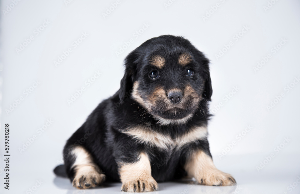 Little dog on a white background Little dog on a white background