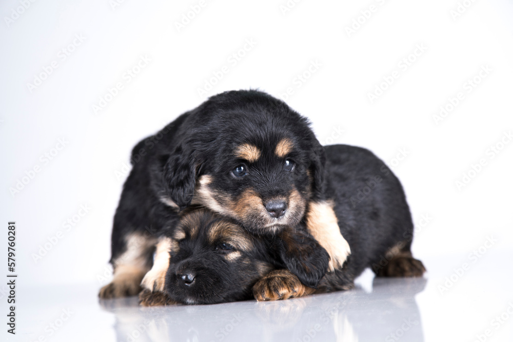Obraz premium A beautiful little dog on a white background