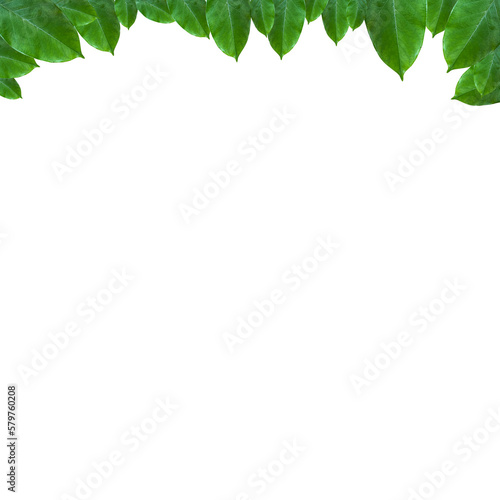 green leaf frame layout for decoration