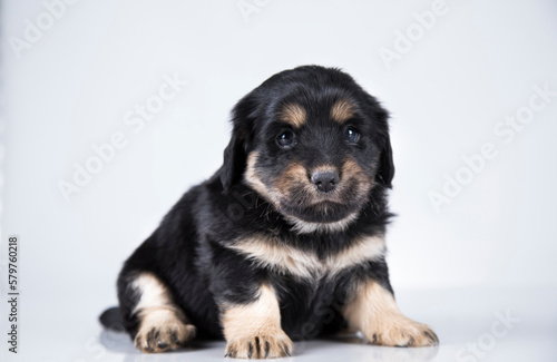 Little dog on a white background