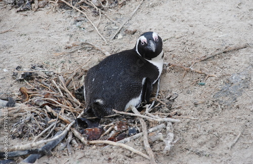 African penguins at Boulders Beach