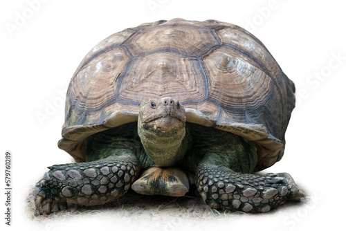 A big turtle on a white background