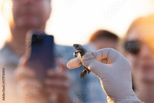 Close up of hand in rubber glove holding a tiny newly hatched sea turtle baby ready to be released into the ocean at a sunset hour. Conservation and preservation of endangered marine species concept.