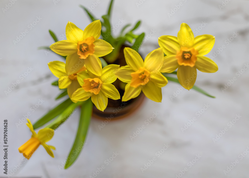 Naklejka premium A postcard with yellow daffodils in a pot. View from above. Congratulations. The beginning of spring. Copy space.