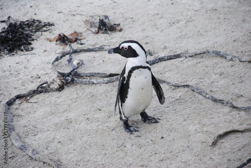African penguins at Boulders Beach