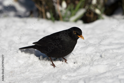 Side view of eurasian common blackbird sitting on the snow covered ground in winter 