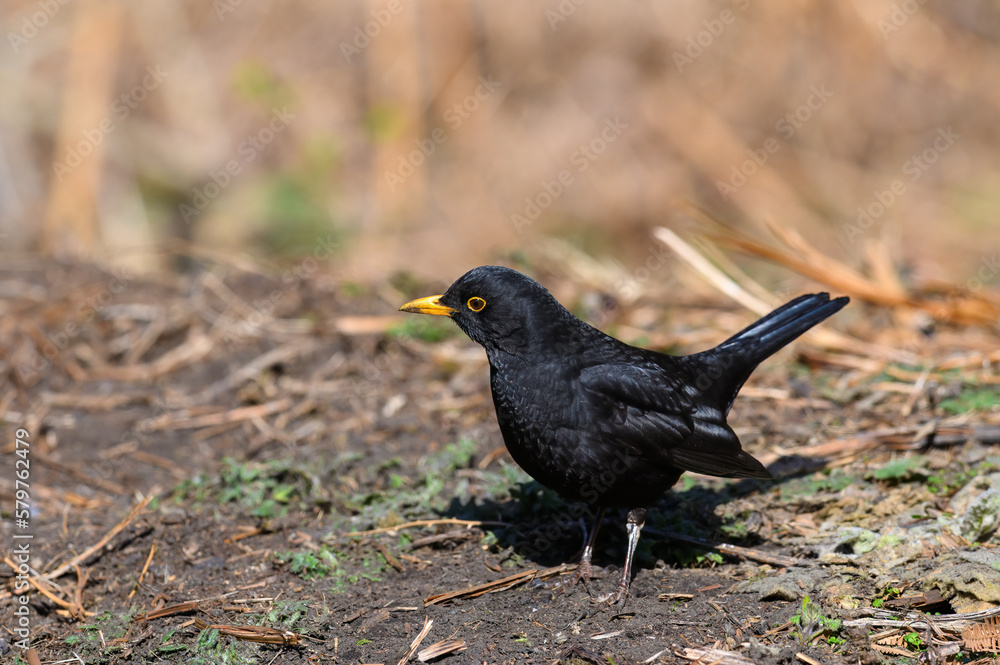 Blackbird, Turdus Merula, foraging on the ground. Side view, looking left Blackbird, Turdus Merula, foraging on the ground. Side view, looking left