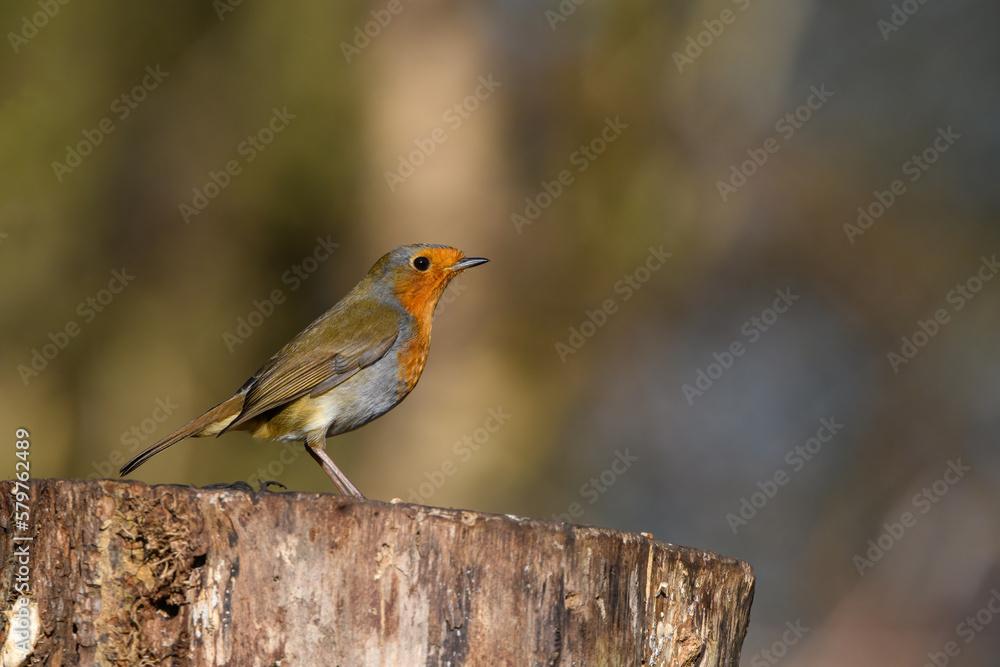 Fototapeta premium Eurasian Robin, Erithacus Rubecula, Perched on a tree stump, Winter,side view, looking right.