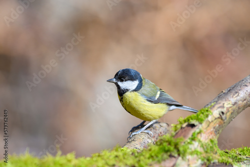 Great Tit, Parus Major, perched on a moss covered tree branch, side view, looking left