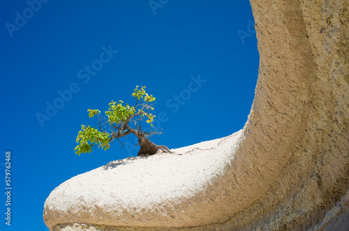 Lonely bonsai tree growing on white soft weathered volcanic rock, Cappadocia, Turkey, Rock of gently curved shape, blue sky, Minimalist nature photo
