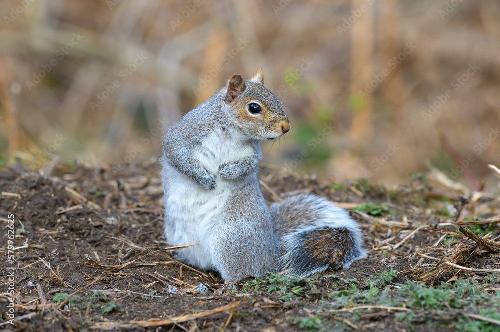 Fototapeta premium Grey squirrel, Sciurus carolinensis, standing upright. Looking right