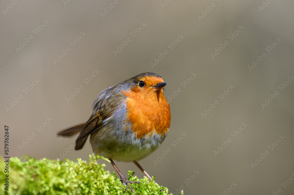 Fototapeta premium Eurasian Robin, Erithacus Rubecula, Perched on a moss covered tree branch, Winter, front view, looking right