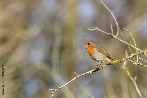 Eurasian Robin  Erithacus Rubecula  Perched on a tree branch  singing. Winter side view  looking left