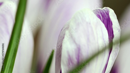 Purple crocuses blooming close-up, macro. Purple as a spring background. Smooth focus