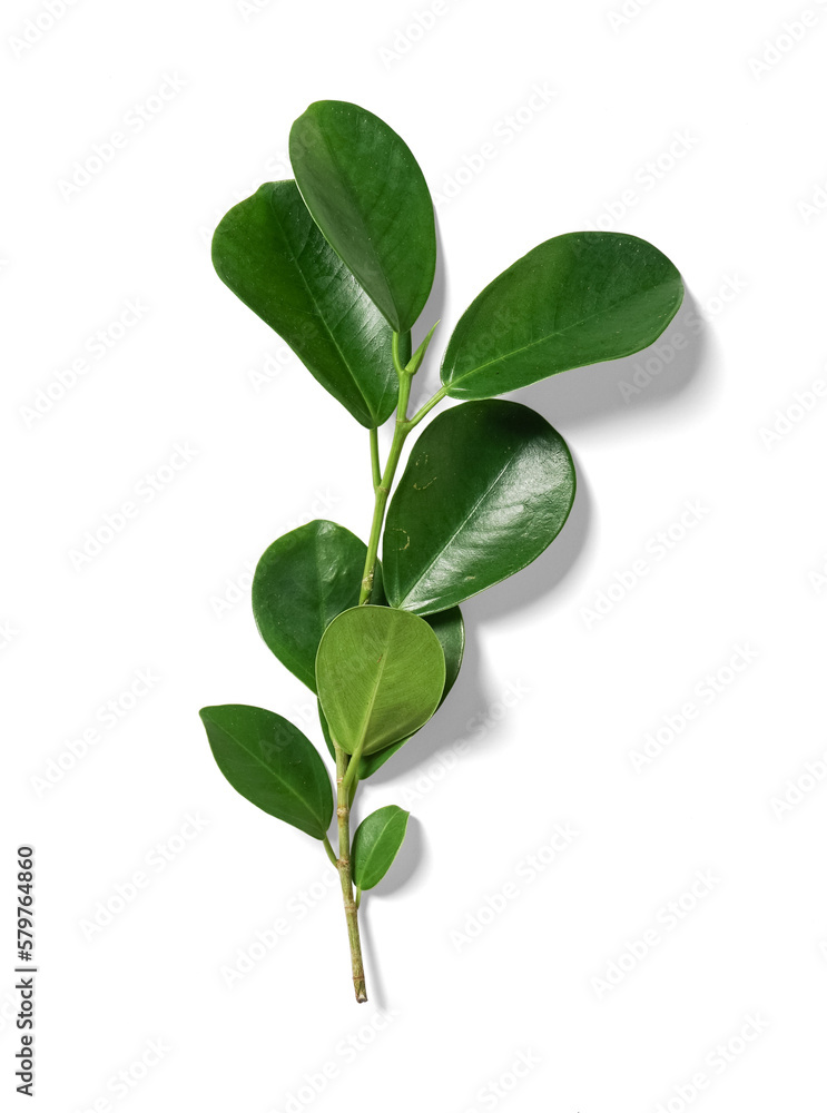 Fototapeta premium Ficus Leaves