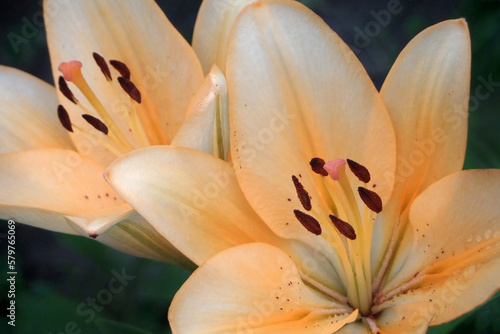 Two orange lily flowers. Close-up.