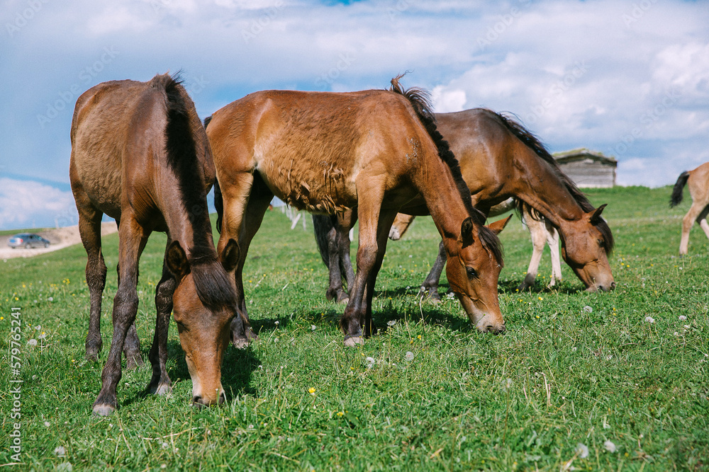 two horses grazing in a meadow two horses grazing in a meadow