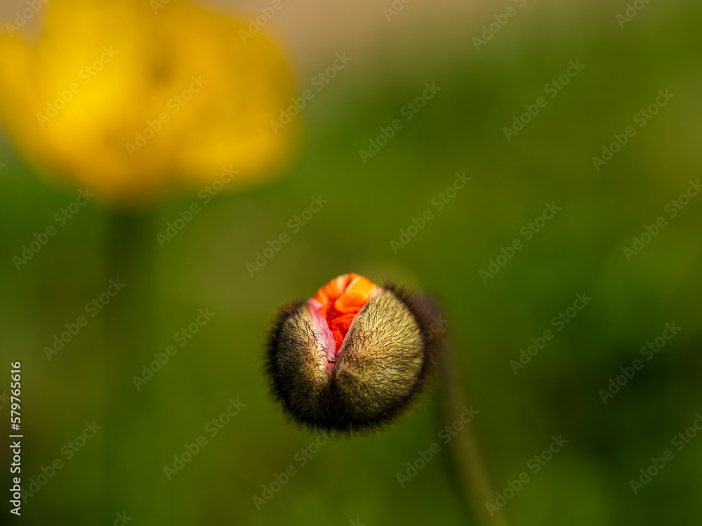 Fototapeta premium 咲かけのポピー