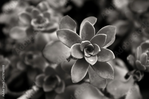 Echeveria elegans the Mexican snow ball black and white photography. Beautiful Succulent with tight rosettes. Echeveria plants. Botanical concept.	
