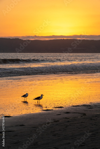 Seagulls at sunset on Coronado beach, San Diego, California