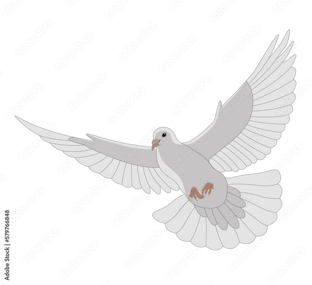 Obraz premium Colombe blanche en vol