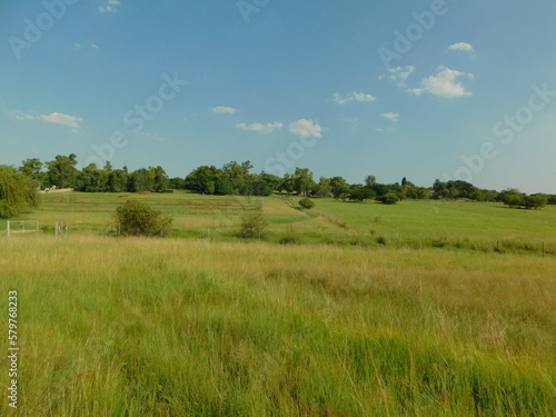 Countryside lush bright green grasslands with hilltops and rows of trees on the horizon under a blue sky with a few tiny small white puffy clouds  in South Africa