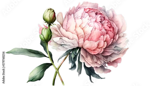 Pink peony isolated on a transparent background --Png file, can be used for wedding cards, invitations, greeting cards